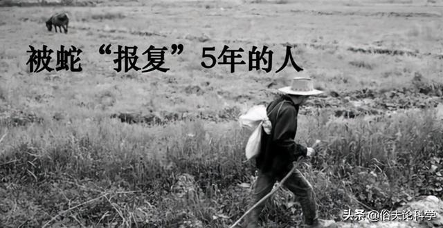 梦到被蛇追，一场心灵深处的探索与自我救赎