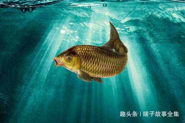 梦到捉到很多鱼，寓意、解析与心理暗示