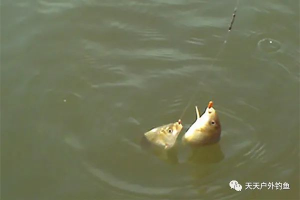 梦境解析，女人梦见自己钓到大鱼，剥开后鱼身多刺并反咬一口的深层含义