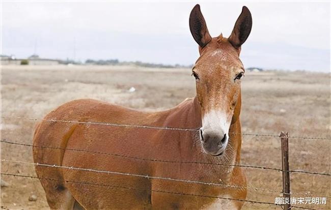 梦见驴进屋，古老象征与现代解读的交织