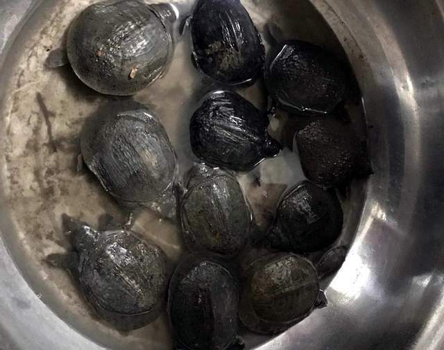 梦境解析，梦见甲鱼与友共捕三枚，寓意何在？