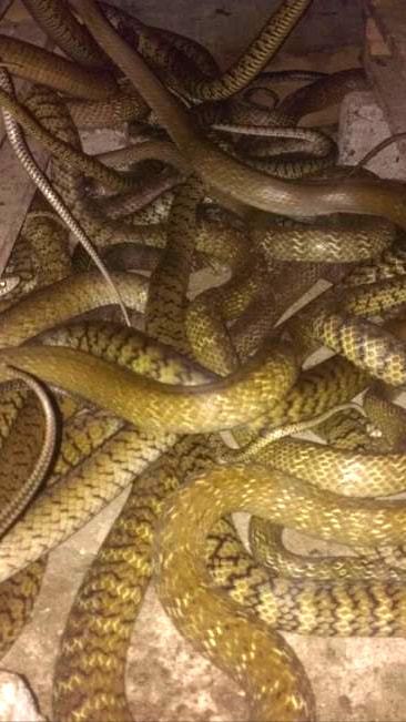 梦境交织，梦见蛇与坟墓的深层寓意解析