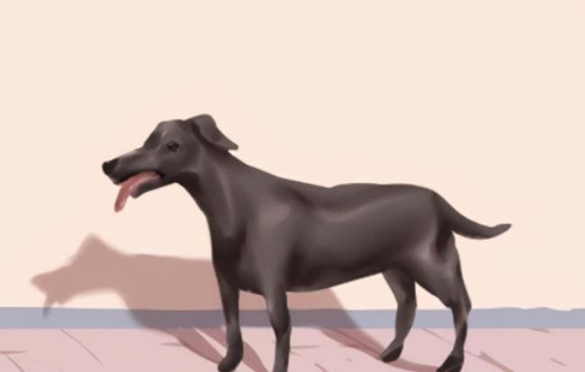 梦见小狗变成一个女人，探索梦境中的神秘转变与深层含义