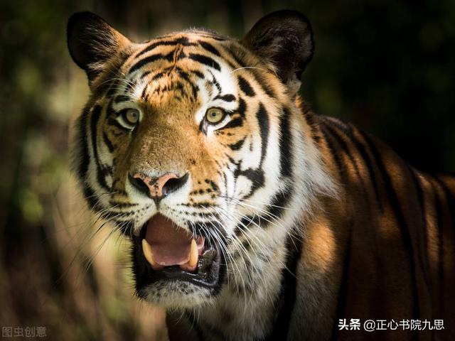 孕妇梦境解析，小男孩与黑色老虎共舞的深层含义