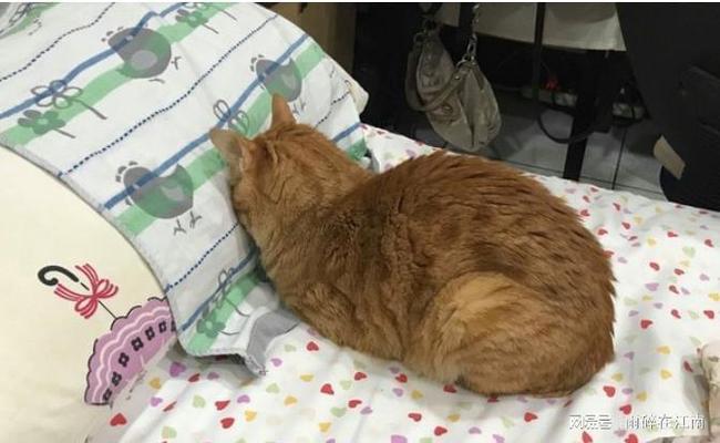 梦境解析，我梦见好多虱子爬到我身上，我本来是在掐它们，结果爬到我身上是好