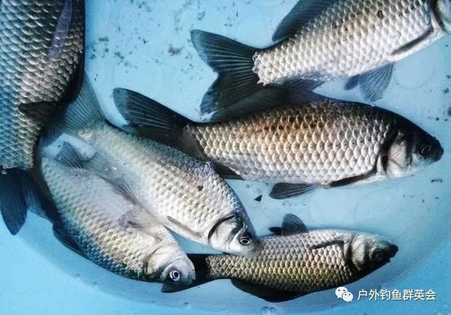 做梦梦见钓了鲤鱼掉了一条一斤的，解析梦境中的象征与启示