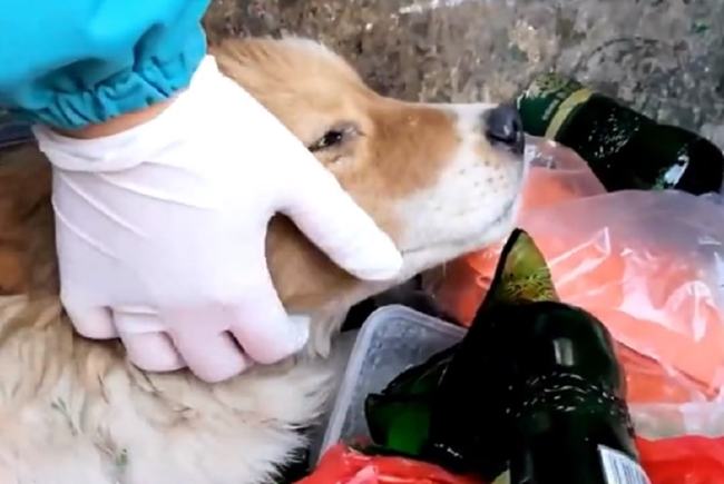 梦境中的绝望呼救，被一群狗追赶的无助与家庭联系的缺失