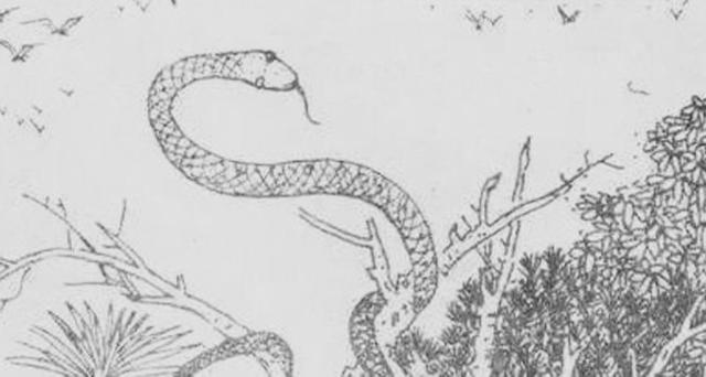 怀孕梦到蛇，传统观念与科学解析的交织