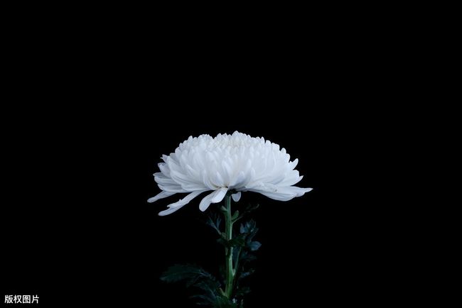 梦境迷雾，解析梦见别人结婚，家人去参加，自己还摘了朵白花的深层含义