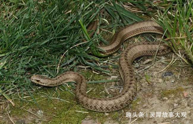 梦见蛇咬人，梦境背后的深层含义与解读