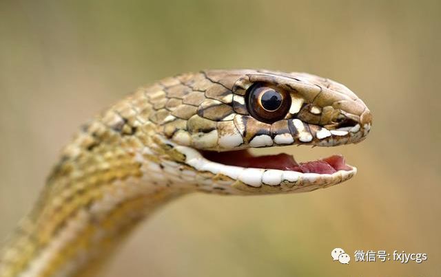 梦见蛇缠着我女儿，潜意识的警示与家庭保护的象征