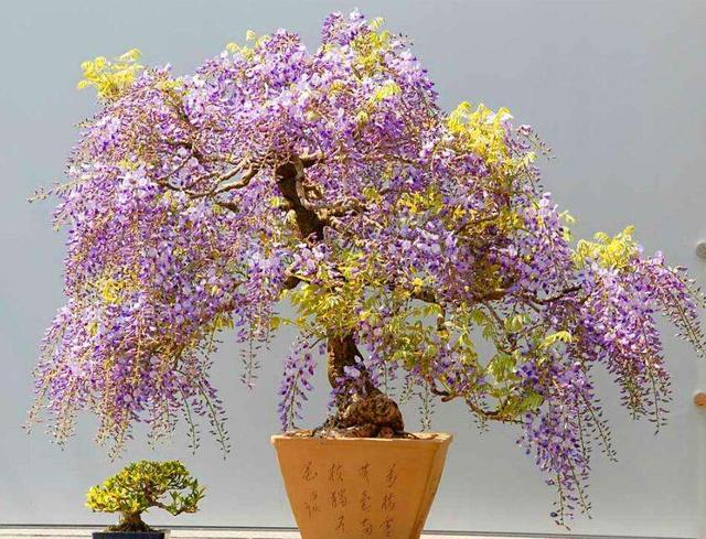 梦见树上长花，寓意与解析