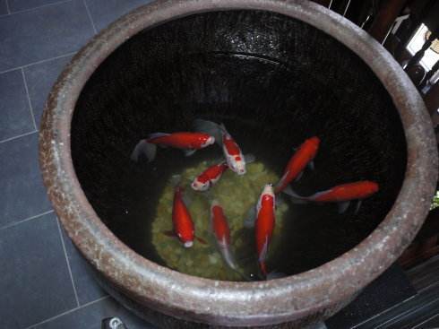 梦见门前有个桶，桶里两条鲤鱼，一活一死