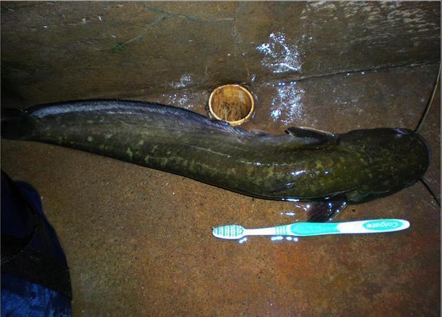 梦见老爸逮住的鲤鱼和鲶鱼，探索梦境中的象征与启示