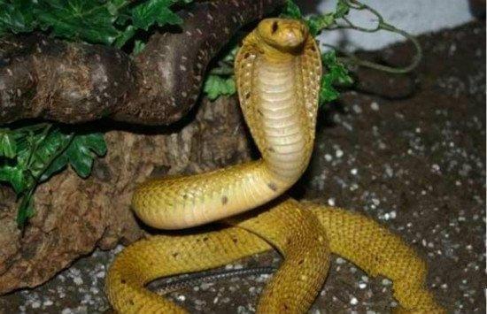 昨晚做梦梦到黄金蛇大小几十条都很温顺，这是什么意思？