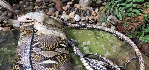 离婚女人梦见蛇，预示的深层含义与心理解析