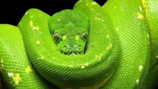 梦见绿嘴红身的蛇，隐秘欲望与内心转变的象征解析