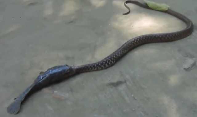 梦境迷踪，红蝎子、眼镜蛇与小黑蛇的深层寓意解析