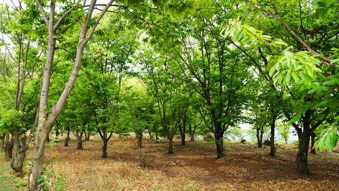 抖音自助平台下单网站，你找到正确的入口了吗？