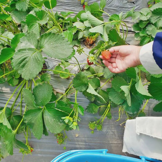 生活在喀什的30种体验！太真实了……