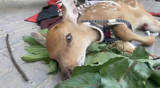 梦境中的警示，梦见黑狗恳求不要杀它的深层含义与解析