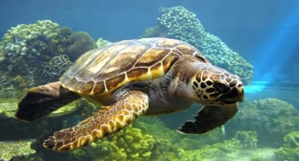 孕妇梦中见大龟托幼龟，寓意深远，幸福与希望的象征