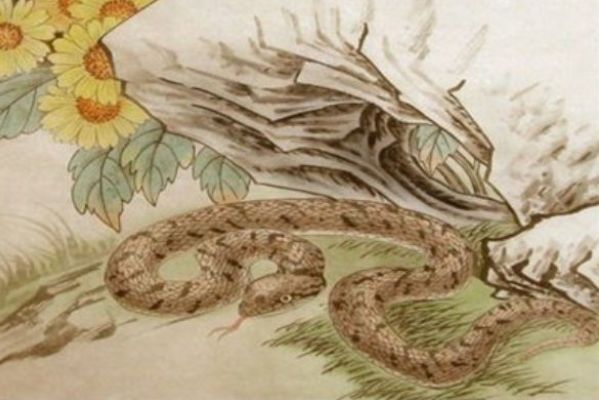 谁来解梦，梦到踩死蛇的深层含义与心理解析