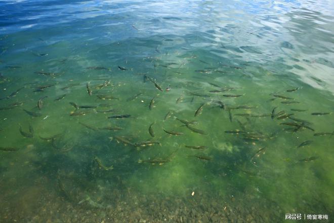 青海湖是淡水还是咸水有鱼吗_【青海湖是咸水湖吗?里面有鱼吗】