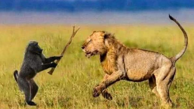 梦见被多只狮子在树上追，一场心灵深处的觉醒之旅