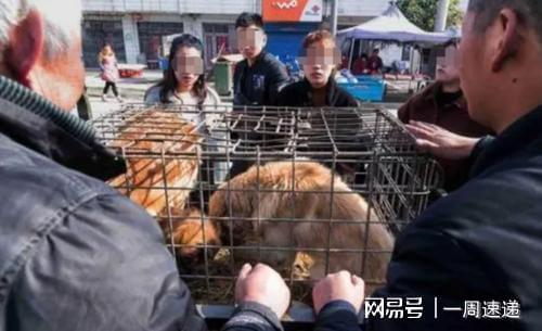 解梦，梦到好多人杀狗——探寻梦境背后的深层含义