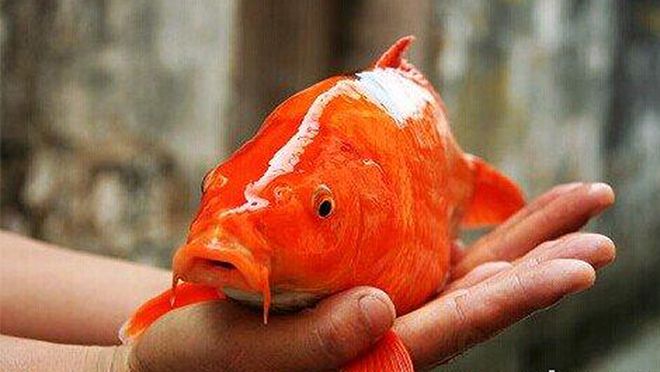 梦境中的奇遇，钓得红鲤，寓意深远