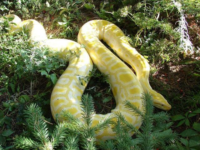 梦境解析，黑黄相间大蟒蛇的追逐与逃脱