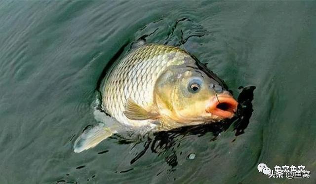 梦见捞到1死1活的两条大鱼，梦境背后的深层含义与象征解析