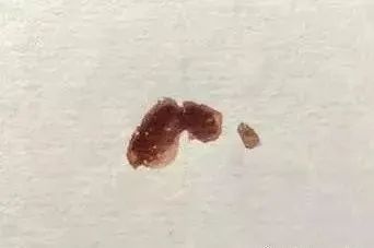 【國畫教程】幾種寫意蝴蝶的畫法，學(xué)會(huì)了拿去補(bǔ)景是一絕