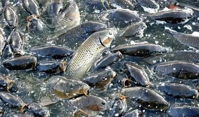 梦游鱼塘之冬，解读梦见鱼塘里好多鱼都被冻住了的深层含义