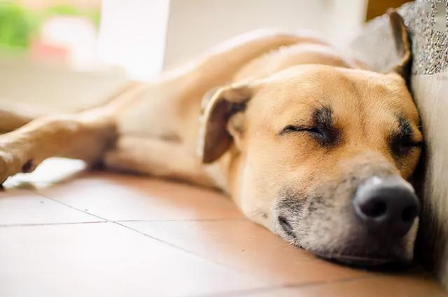 梦境中的警示，解析梦到被狗咬伤的深层含义与心理启示