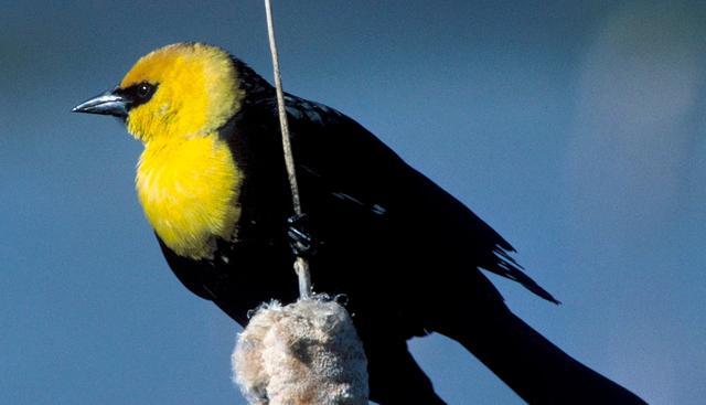 晚上梦见好多的鸟进屋里了，梦境背后的深层预兆与解析