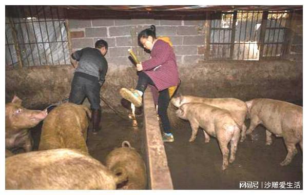 梦境解析，我梦到老公捉到一条大蛇并剥皮，意味着什么？