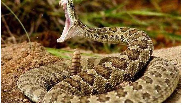 孕妇梦见被蛇追着咬然后将蛇踩的半死，寓意与解析