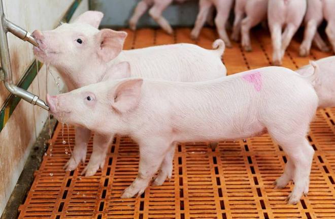 梦境解析，梦见四头猪在猪圈中，猪圈内的水象征意义探析