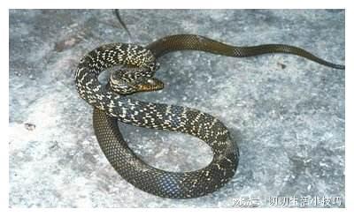 孕妇梦境中的微妙启示，捕捉与放手——解读孕妇梦见抓一条蟮鱼又跑了的深层含义