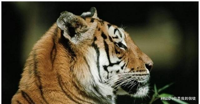 梦回丛林，面对梦中老虎的深层解析与应对策略