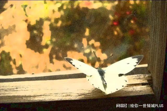 梦境中的频繁相遇，解析为何常常梦到一个人，而现实中却未曾多想