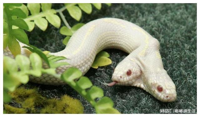 孕妇梦见蛇在肚子里，寓意与解析