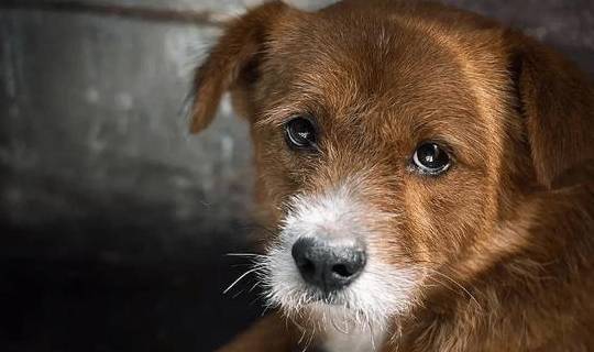 频繁梦见狗，潜意识的信息还是巧合？