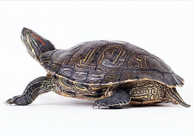 梦见乌龟，古老象征的现代解读