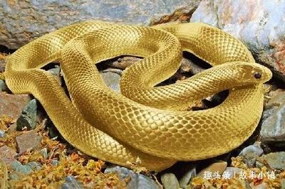 梦到蛇，迷雾中的双面刃——解梦之旅的深度剖析