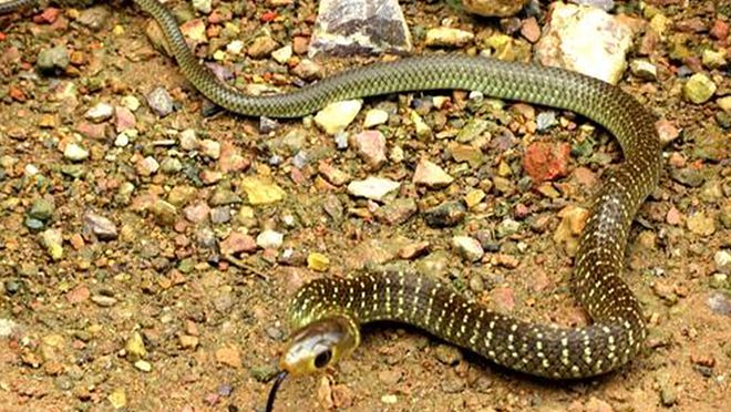 梦见回家路上蛇在交配有好多好多而且还要咬我，梦境解析与心理启示