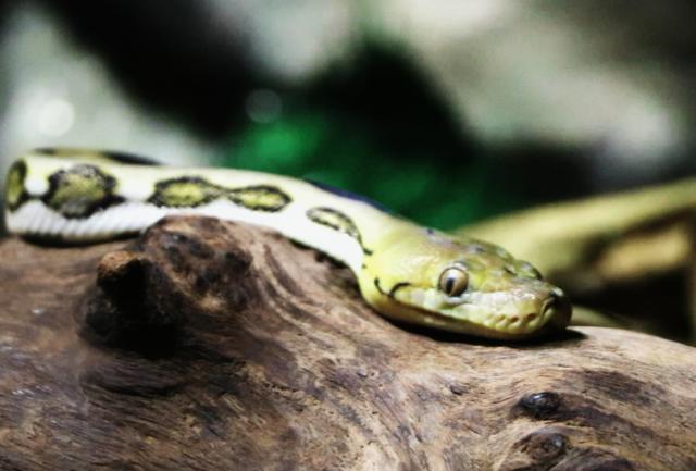 梦境中的蛇舞，与属蛇男友的奇妙邂逅与梦境交织