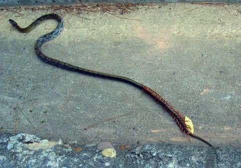 梦见蛇被水冲走了，深层次的心理解析与寓意探索